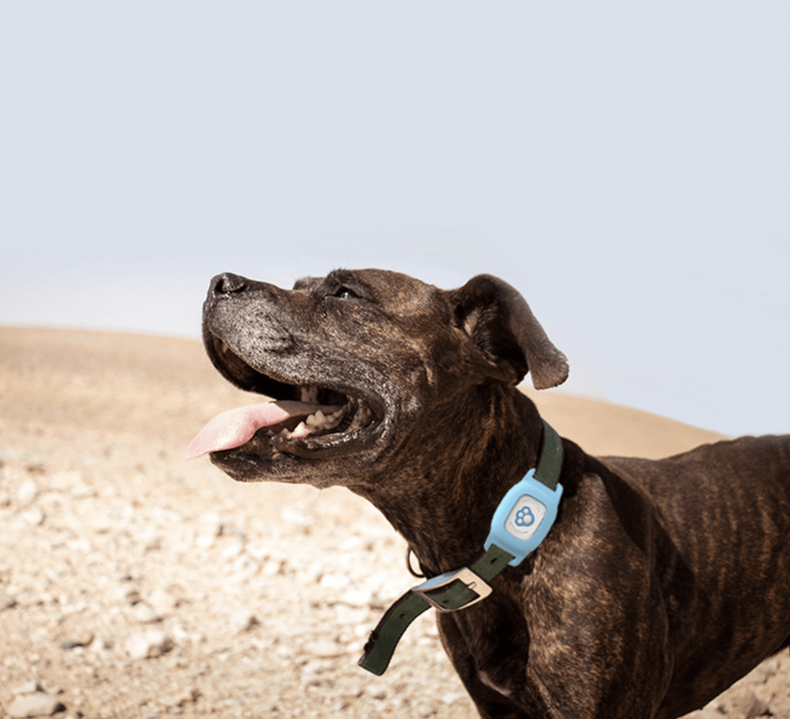 Pet Tracking Collar